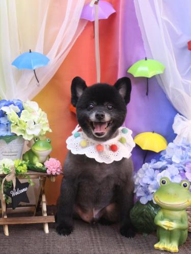 20230603チョビくん